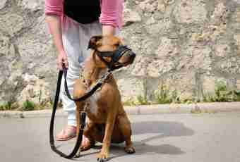 Why the strict collar for dogs is necessary