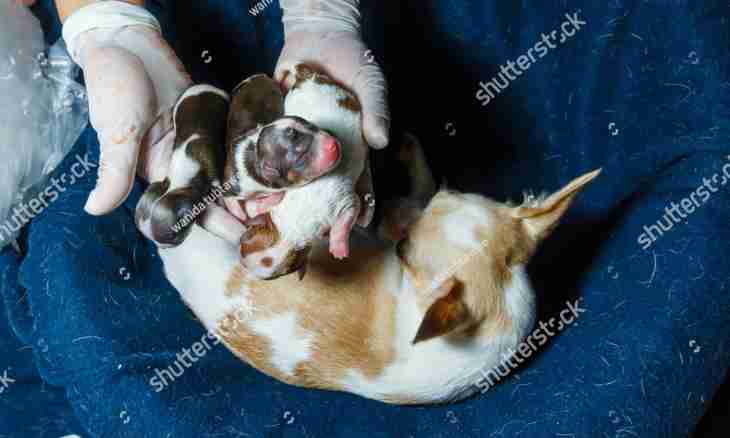 Childbirth at dogs of small breeds: how to help a dog