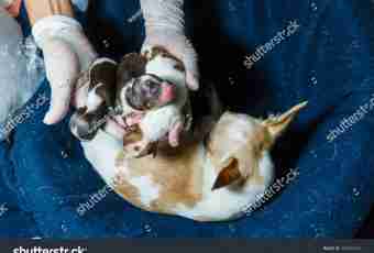 Childbirth at dogs of small breeds: how to help a dog