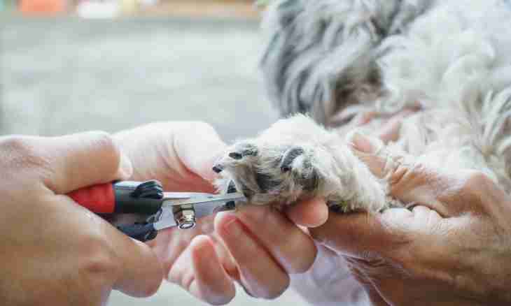 How to cut to a puppy claws