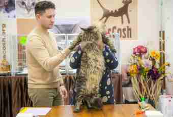 How to prepare a cat for an exhibition