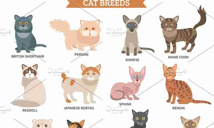 What affects character of cats