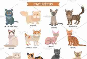 What affects character of cats