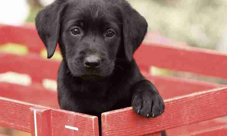 All about a Labrador: how to bring up