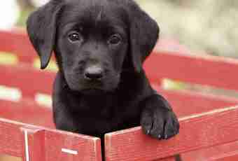 All about a Labrador: how to bring up
