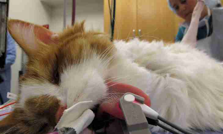 Castration of cats: opinions pros and cons