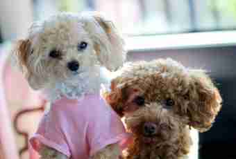 How to look after that - poodles