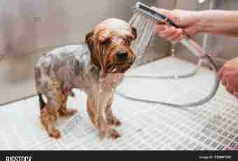 How to wash a toy terrier