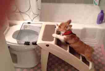 How to accustom a puppy to go to a toilet on the street