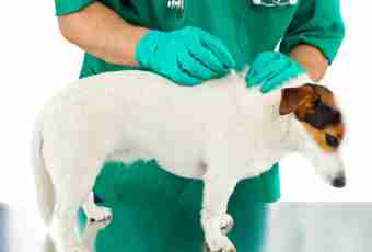 How to give first aid to a dog after a sting of a tick