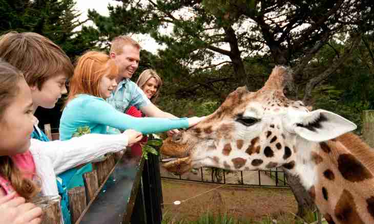 How to take guardianship over a wild animal in a zoo