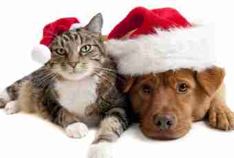 Cat and New year: what the holiday is dangerous to your pet by