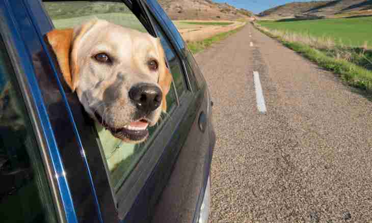 How to make so that did not suffer from travel sickness a dog in the car