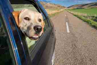 How to make so that did not suffer from travel sickness a dog in the car