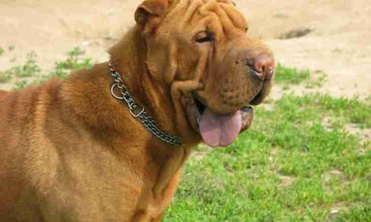 What features of keeping of Shar-Peis