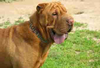 What features of keeping of Shar-Peis