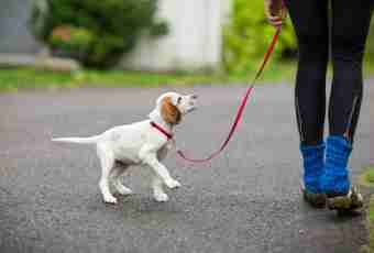 How to accustom a dog to walk on a lead