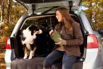 How to transport a dog in the car
