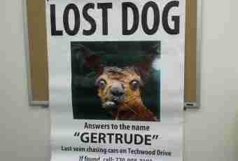 The dog was lost what to do?