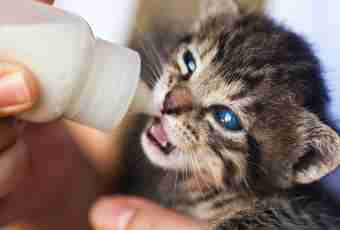 How to accustom a kitten to milk