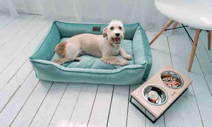 How to disaccustom a puppy to a bed