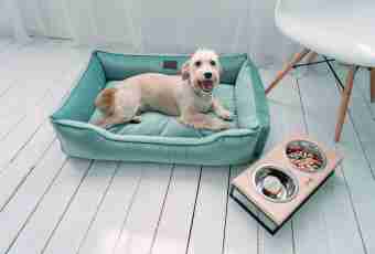 How to disaccustom a puppy to a bed