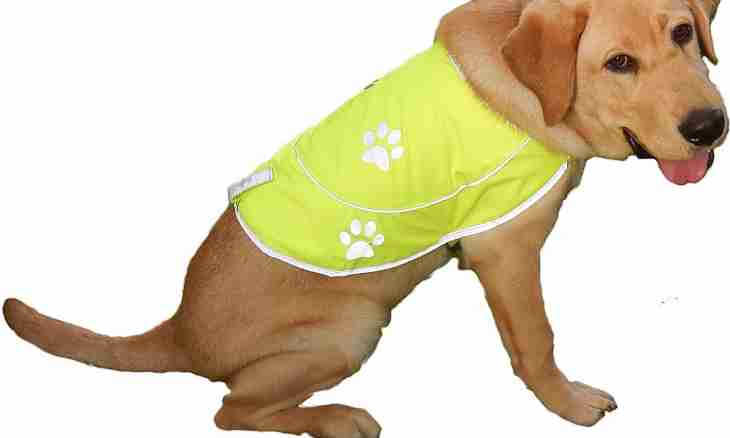 What clothing sizes for dogs happen