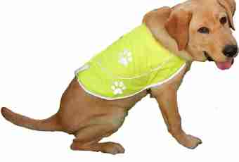 What clothing sizes for dogs happen