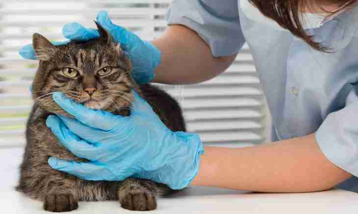Whether it is necessary to sterilize a cat?