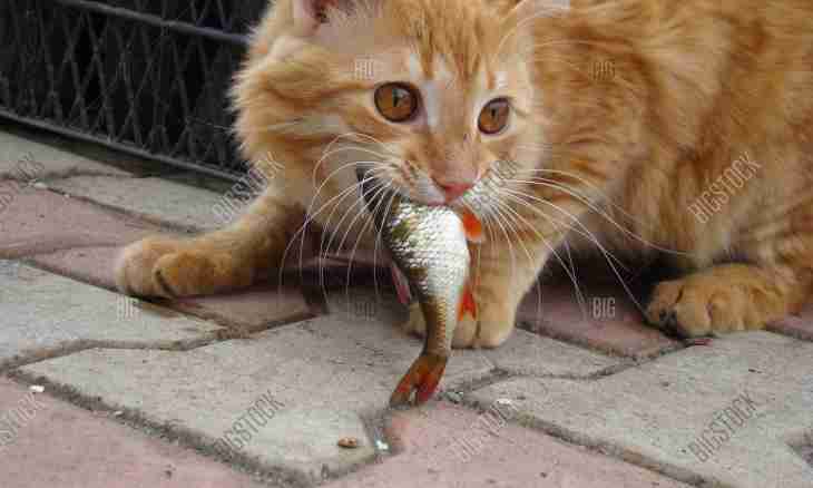 Why the cat does not eat fish