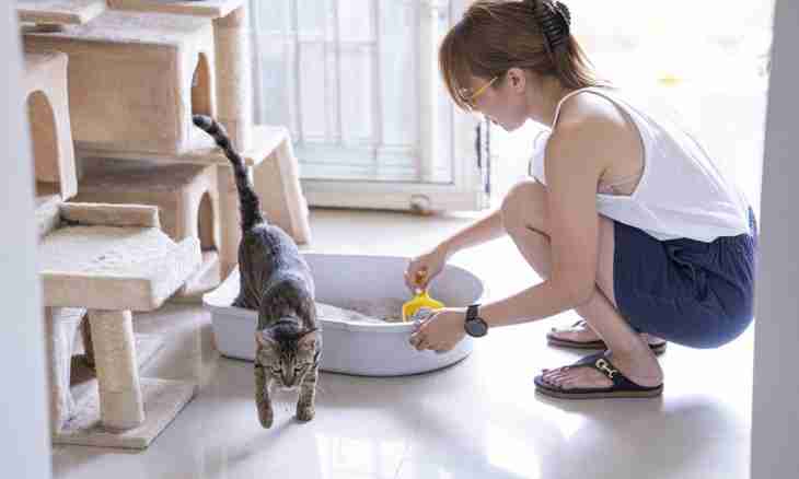 How to remove a smell from a cat in the house