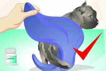 How to save a cat from a severe stress