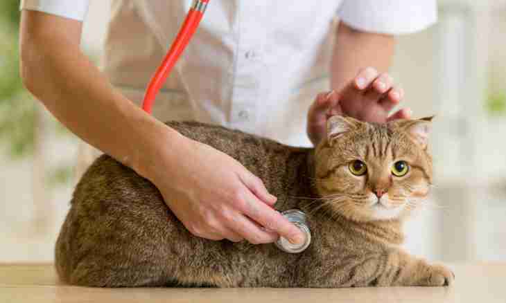 What is necessary for health of cats