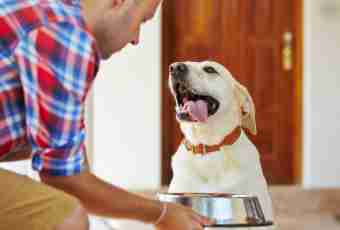 How to wash a Labrador