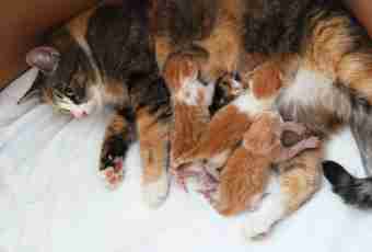 Why at a pregnant cat kittens strongly move