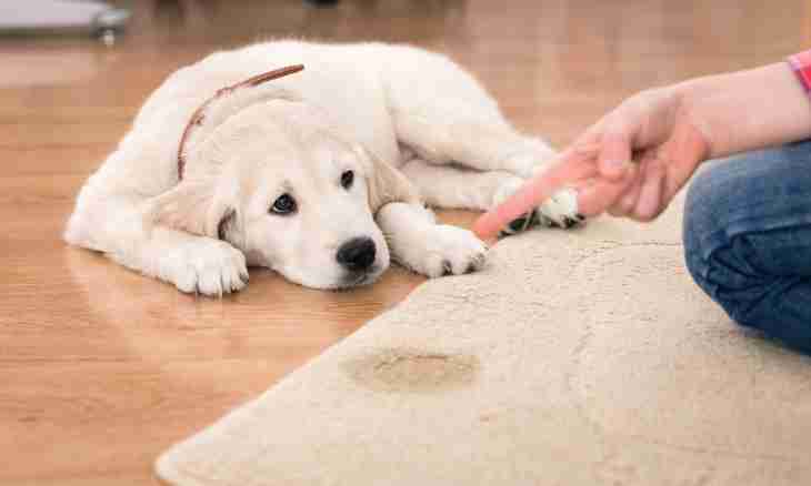 How to accustom a puppy to stay at home