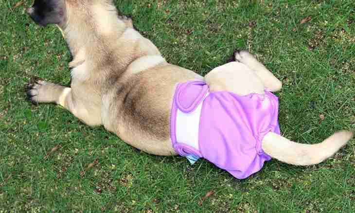 Reusable diapers for dogs: conveniently, it is practical, hygienically