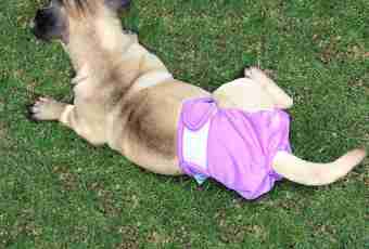 Reusable diapers for dogs: conveniently, it is practical, hygienically