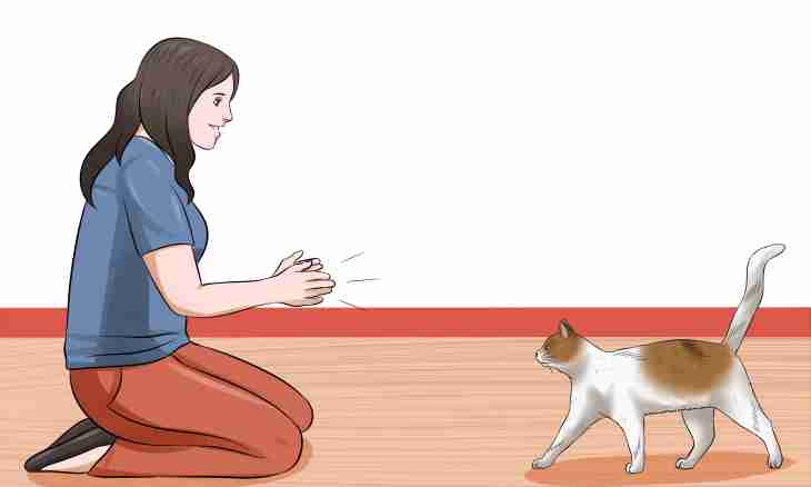 How to get used to a cat