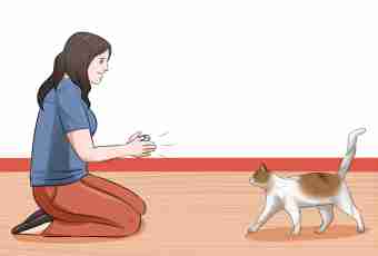 Important points of keeping of a cat in the house