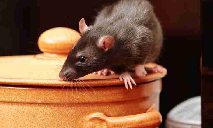 How to bathe domestic rats