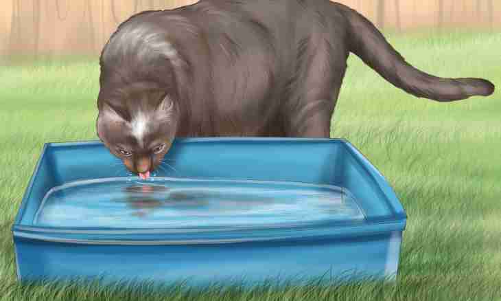 How to force a cat to drink