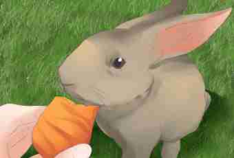 How to bring up a rabbit