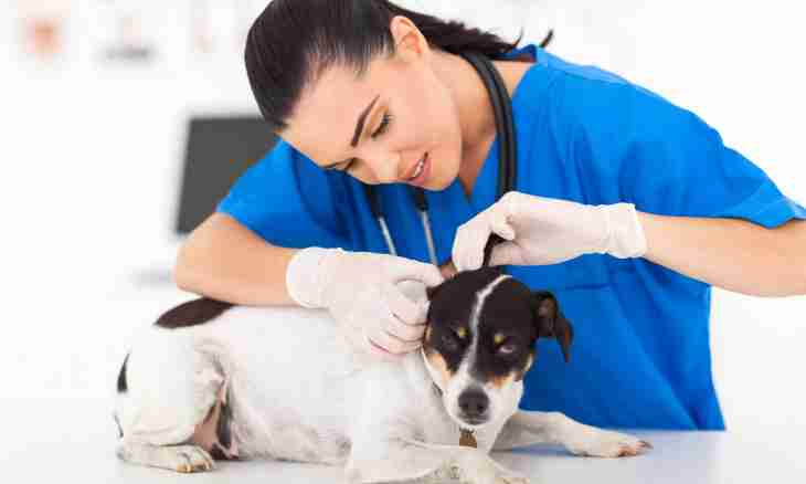 What is necessary for care for a dog