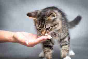 How to attach a kitten in good hands