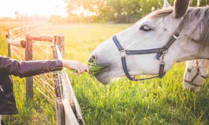 How to teach a horse to collecting