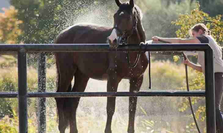 How to wash a horse