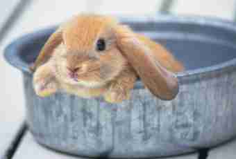 How to bathe a decorative rabbit