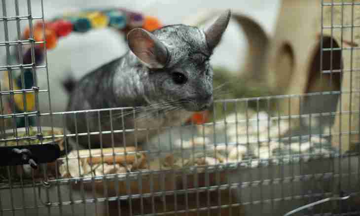 How to look after cubs of a chinchilla