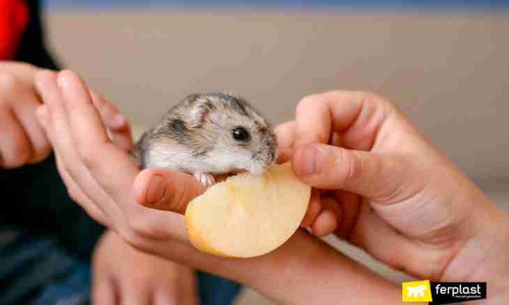 How to take a hamster on hands